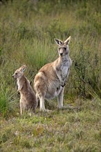 Eastern Grey Kangaroo (Macropus giganteus) mother with young
