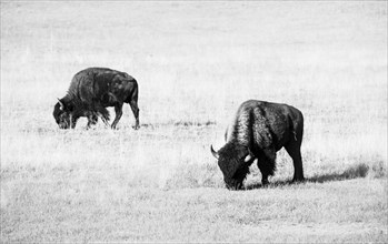 Two Beefalos or Cattalos on a pasture