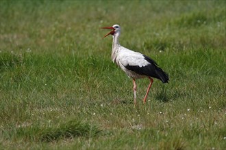 White stork (Ciconia ciconia)