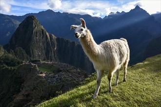 Llama (Lama glama) in front of Machu Picchu