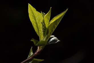 Unfolding leaves in spring