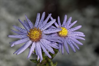 European Michaelmas Daisy or Italian Starwort (Aster amellus) flowers with morning dew