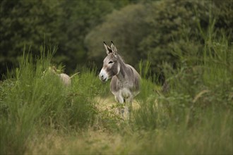 Donkey (Equus asinus asinus)