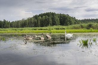 The Krutynia River near Ruciane-Nida