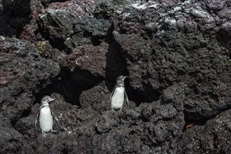 Galapagos Penguins (Spheniscus mendiculus)