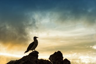 Galapagos Blue-footed Booby (Sula nebouxii excisa) at sunset
