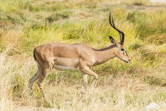 Black Faced Impala (Aepyceros melampus petersi) walking through the grass