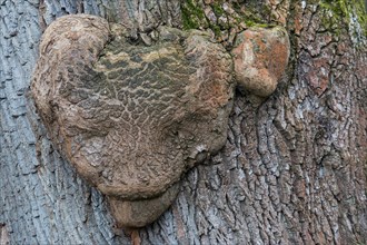 Grotesque deformity of a tree trunk