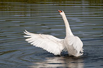 Mute Swan (Cygnus olor) spreading its wings