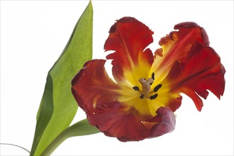 Parrot Tulip (Tulipa)