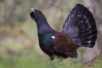 Capercaillie or Western Capercaillie (Tetrao urogallus)