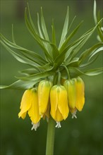Crown Imperial Fritillary (Fritillaria imperialis)