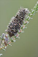 Cocoon of the Hellbrauner Moor-Sacktrager butterfly (Megalophanes viciella)