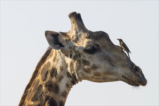 Giraffe (Giraffa camelopardalis) with a Red-billed Oxpecker (Buphagus erythrorhynchus) on its head