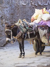 Pack donkey with a laden cart in the Medina
