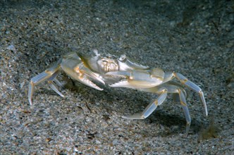 Swimming Crab (Macropipus holsatus)