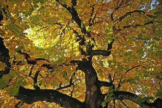 Horse-chestnut (Aesculus hippocastanum) with autumnal colours