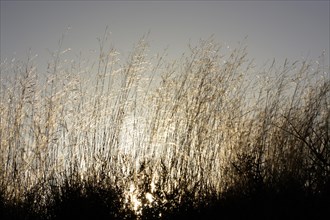 Grasses backlit