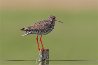 Common redshank (Tringa totanus) perched on a fence post