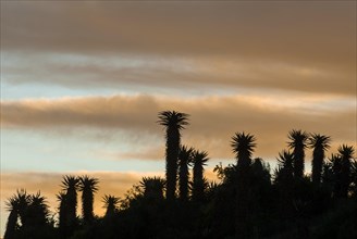 Cape Aloe (Aloe ferox) at dusk