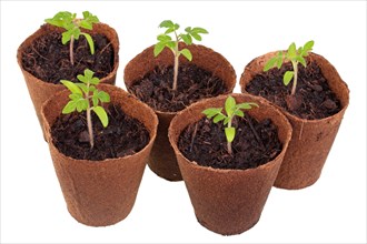 Tomato plants (Solanum lycopersicum) growing in biodegradable pots
