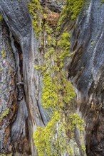 Lichen on a dead Swiss Stone Pine (Pinus cembra)