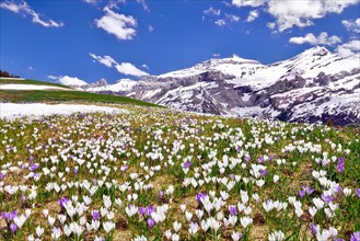 Flowering Crocus meadow near Les Diablerets with views of Oldenhorn