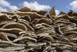 Stacked bark of the Cork Oak (Quercus suber)