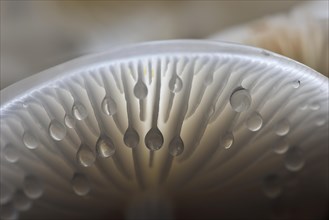 Water droplets on the underside of porcelain fungus (Oudemansiella mucida)