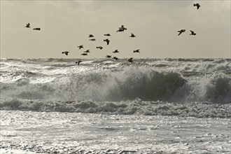 European herring gulls (Larus argentatus) flying over the stormy North Sea