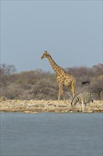 Giraffe and Zebras at a waterhole