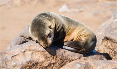 Young Brown Fur Seal or Cape Fur Seal (Arctocephalus pusillus) sleeping on a rock