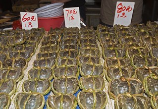 Fresh crabs for sale