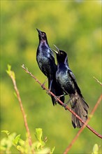 Two Boat-tailed Grackles (Quiscalus major)