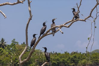 Little Cormorants (Phalacrocorax niger) perched on a tree