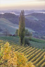 Autumnal vineyard and poplar trees in the morning light