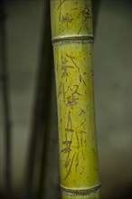 Bamboo with inscribed Chinese characters