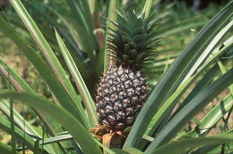 Pineapple (Ananas comosus) growing on a field