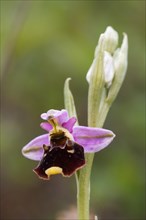 Late Spider Orchid (Ophrys holoserica)