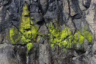 Green algae on a rock