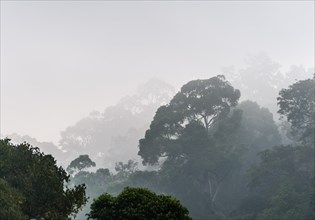 Jungle in the mist