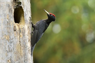 Black Woodpecker (Dryocopus martius) at the nest hole