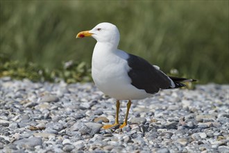 Great Black-backed Gull (Larus marinus)