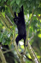 Black-handed Gibbon or Agile Gibbon (Hylobates agilis)