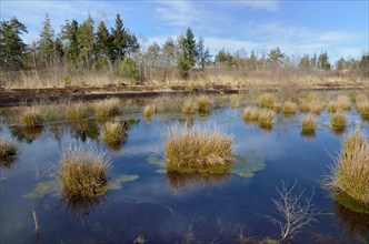 Pond of a wetland bog with Bulrushes (Schoenoplectus lacustris)
