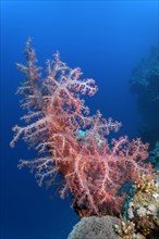 Large Klunzinger's Soft Coral (Dendronephthya klunzingeri) in front of the steep wall of a coral reef