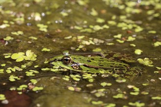 Green frog (Pelophylax esculentus) in the water between duckweeds