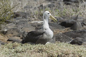 Young Waved Albatross or Galapagos Albatross (Phoebastria irrorata)