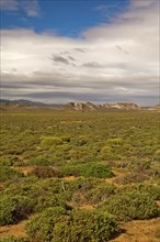Nama Karoo low-shrub vegetation area