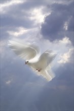 Flying white dove in front of a cloudy sky